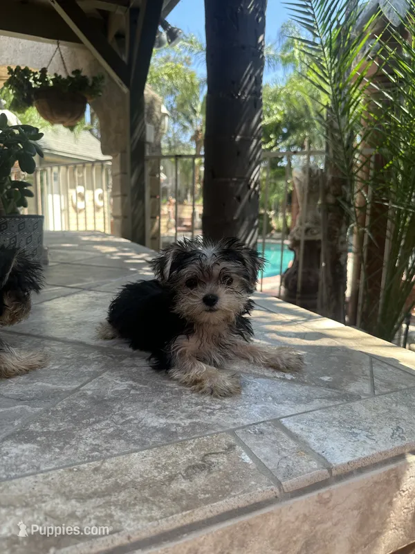 Yorkie girl  – Yorkshire Terrier puppy for sale in Riverside, CA