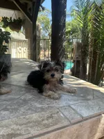 Yorkie girl , a female Yorkshire Terrier for sale in Riverside, CA – 1 of 2