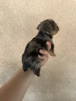 Yorkie boy Merle 3, a male Yorkshire Terrier for sale in Riverside, CA – 2 of 3
