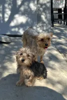 Yorkie girl , a female Yorkshire Terrier for sale in Riverside, CA – 3 of 3