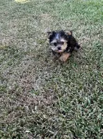 Teacup/toy boy Yorkie , a male Yorkshire Terrier for sale in Riverside, CA – 3 of 3