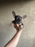Akc French bulldog boy , a male French Bulldog for sale in Riverside, CA – 2 of 2