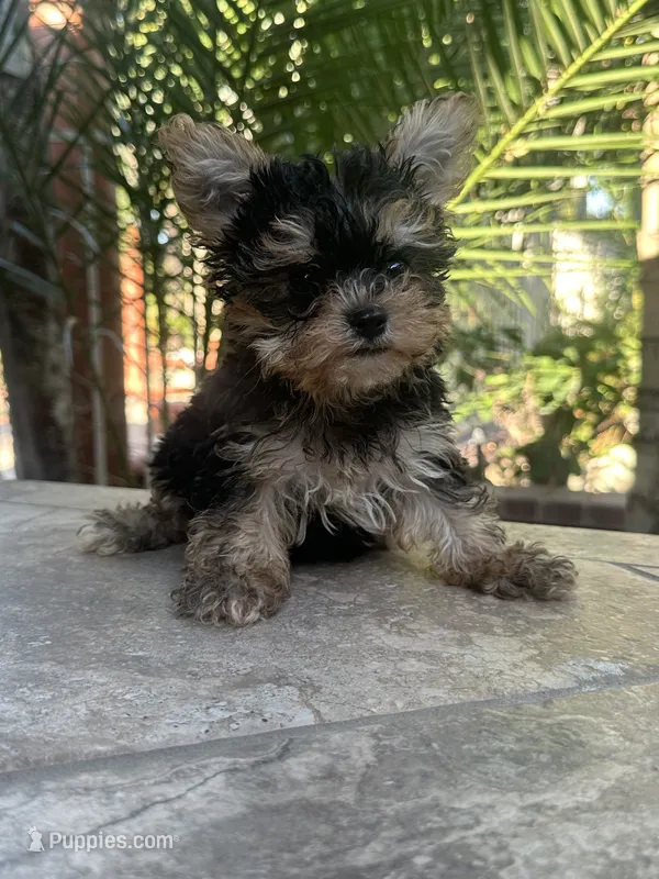 Teacup/toy teddy Yorkie  – Yorkshire Terrier puppy for sale in Riverside, CA