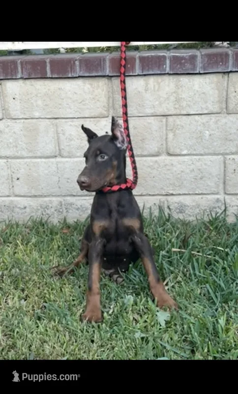 Akc European Doberman  – Doberman Pinscher puppy for sale in Riverside, CA