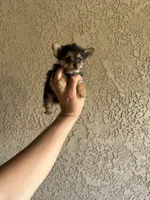 Toy/teacup porkie girl , a female Pomeranian and Yorkshire Terrier for sale in Riverside, CA – 1 of 2