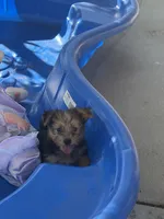 Yorkie female , a female Yorkshire Terrier for sale in Riverside, CA – 2 of 2