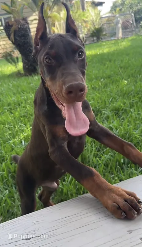 European Doberman boy  – Doberman Pinscher puppy for sale in Riverside, CA