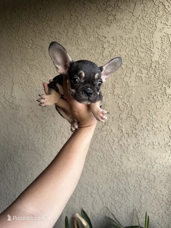 Akc French bulldog boy  – French Bulldog puppy for sale in Riverside, CA