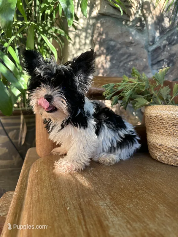 Toy Yorkie girl  – Yorkshire Terrier puppy for sale in Riverside, CA