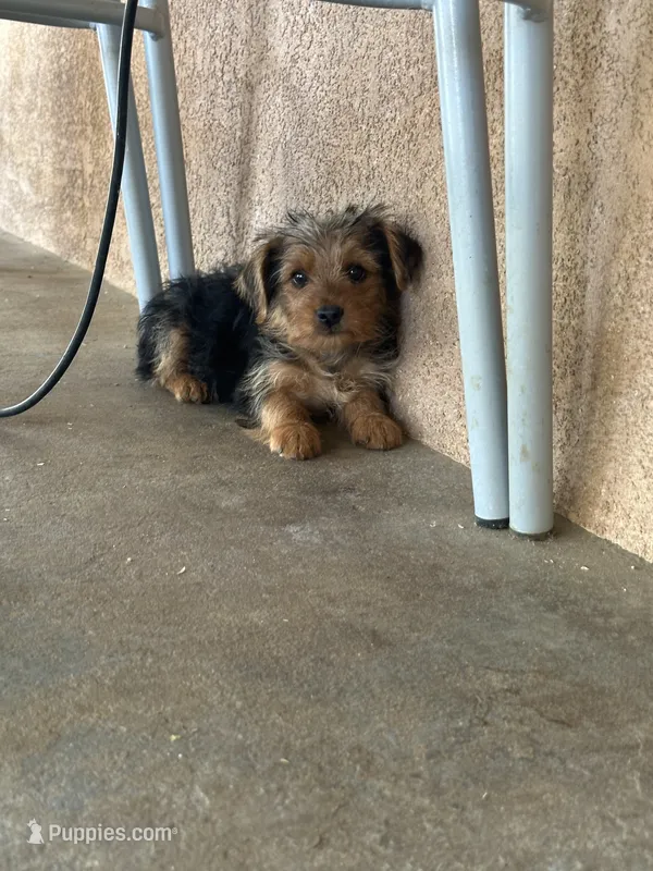 Yorkie girl  – Yorkshire Terrier puppy for sale in Riverside, CA