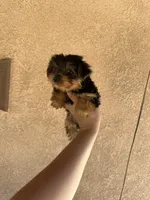 Yorkie girly , a female Yorkshire Terrier for sale in Riverside, CA – 2 of 2