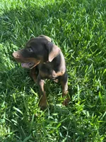 Akc European Doberman , a male Doberman Pinscher for sale in Riverside, CA – 3 of 3