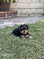 Yorkie boy , a male Yorkshire Terrier for sale in Riverside, CA – 3 of 3