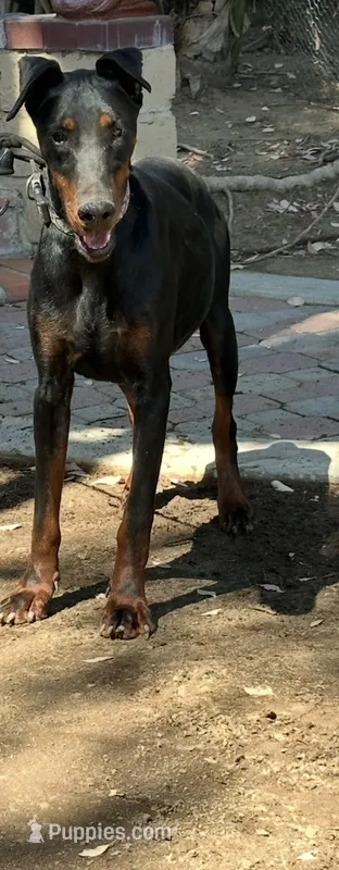 Akc European Doberman female  – Doberman Pinscher puppy for sale in Riverside, CA