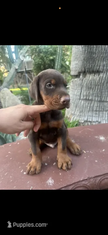 Akc European Doberman , a male Doberman Pinscher for sale in Riverside, CA – 1 of 3