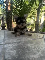 Teacup/toy teddy Yorkie , a male Yorkshire Terrier for sale in Riverside, CA – 2 of 2