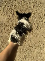 Toy Yorkie girl , a female Yorkshire Terrier for sale in Riverside, CA – 3 of 3