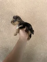 Yorkie Merle boy 1, a male Yorkshire Terrier for sale in Riverside, CA – 2 of 3