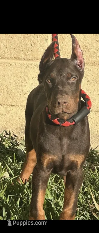 Akc European Doberman  – Doberman Pinscher puppy for sale in Riverside, CA