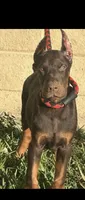 Akc European Doberman , a male Doberman Pinscher for sale in Riverside, CA – 1 of 5