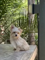 Blonde Yorkie boy , a male Yorkshire Terrier for sale in Riverside, CA – 2 of 4