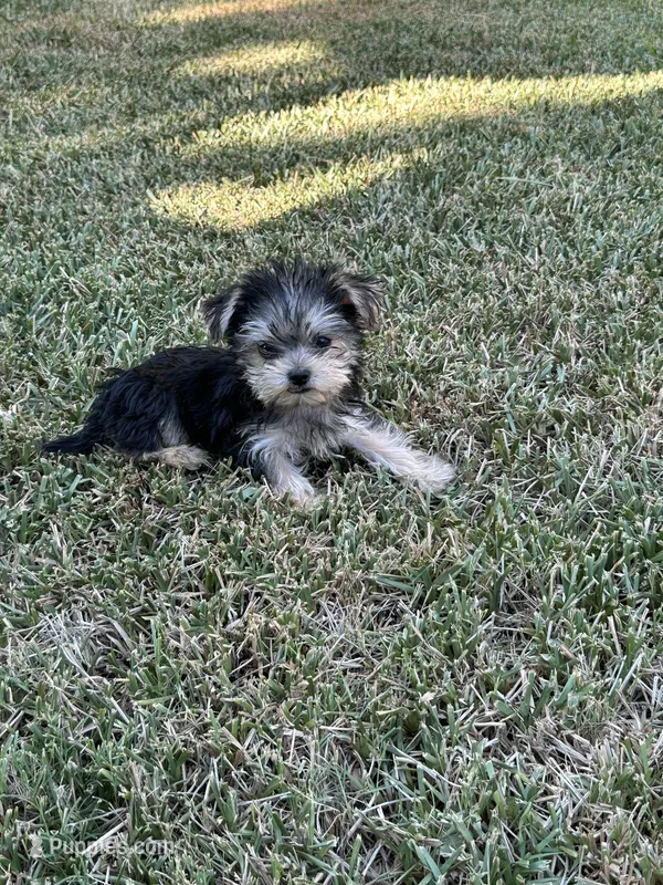Yorkie girl  – Yorkshire Terrier puppy for sale in Riverside, CA
