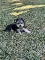 Yorkie girl , a female Yorkshire Terrier for sale in Riverside, CA – 1 of 2