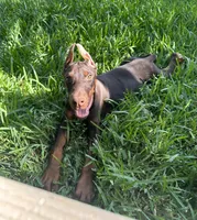 European Doberman boy , a male Doberman Pinscher for sale in Riverside, CA – 2 of 3