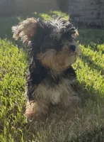 Teddy Yorkie boy , a male Yorkshire Terrier for sale in Riverside, CA – 2 of 3