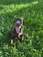 Akc European Doberman , a male Doberman Pinscher for sale in Riverside, CA – 2 of 3