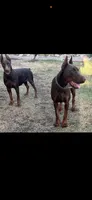 Akc European Doberman , a male Doberman Pinscher for sale in Riverside, CA – 2 of 3
