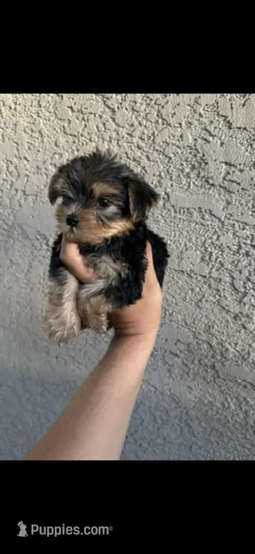 Yorkie boy  – Yorkshire Terrier puppy for sale in Riverside, CA