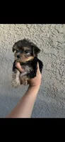 Yorkie boy , a male Yorkshire Terrier for sale in Riverside, CA – Photo 1 of 2