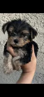 Yorkie boy , a male Yorkshire Terrier for sale in Riverside, CA – Photo 2 of 2