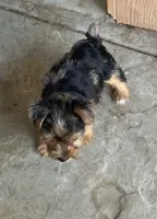 Yorkie boy Merle , a male Yorkshire Terrier for sale in Riverside, CA – 2 of 3