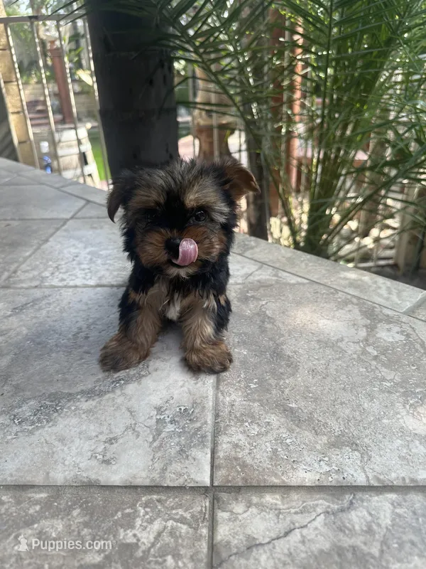 Toy Yorkie , a male Yorkshire Terrier for sale in Riverside, CA – 1 of 2