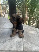 Toy Yorkie , a male Yorkshire Terrier for sale in Riverside, CA – 2 of 2