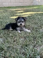 Yorkie girl , a female Yorkshire Terrier for sale in Riverside, CA – 2 of 2