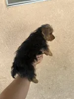 Yorkie girl , a female Yorkshire Terrier for sale in Riverside, CA – 2 of 2