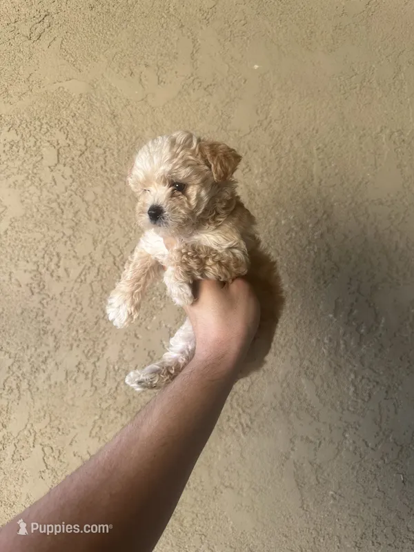 Full Blonde Yorkie female