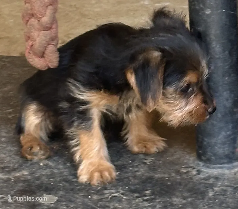 Yorkie boy  – Yorkshire Terrier puppy for sale in Riverside, CA