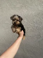 Yorkie girl , a female Yorkshire Terrier for sale in Riverside, CA – 2 of 2