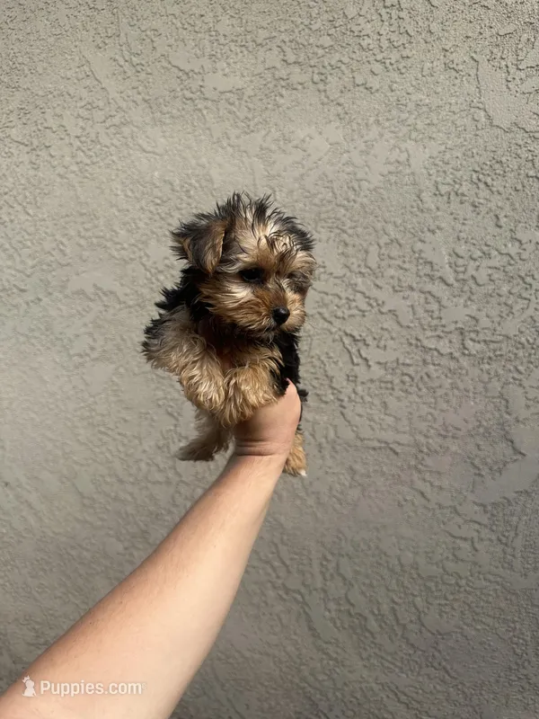 Yorkie girl  – Yorkshire Terrier puppy for sale in Riverside, CA