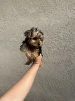 Yorkie girl , a female Yorkshire Terrier for sale in Riverside, CA – 1 of 2