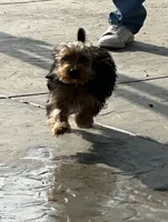 Akc Yorkie puppy boy, a male Yorkshire Terrier for sale in Riverside, CA – Photo 2 of 2