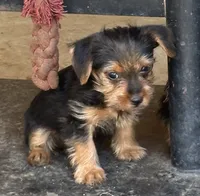 Yorkie boy , a male Yorkshire Terrier for sale in Riverside, CA – 2 of 2