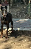 Akc European Doberman female , a female Doberman Pinscher for sale in Riverside, CA – 2 of 2