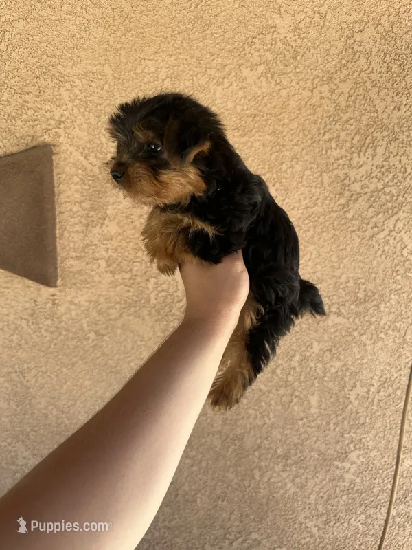 Yorkie girly  – Yorkshire Terrier puppy for sale in Riverside, CA