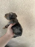 Yorkie boy Merle 3, a male Yorkshire Terrier for sale in Riverside, CA – 3 of 3