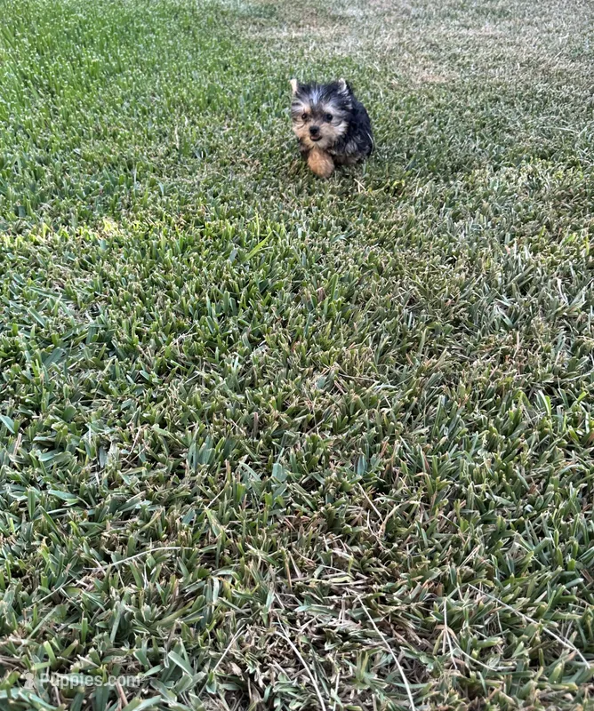 Teacup/toy boy Yorkie  – Yorkshire Terrier puppy for sale in Riverside, CA